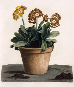 Aurikel in einem Topf, ca. 1840er Jahre von English School
