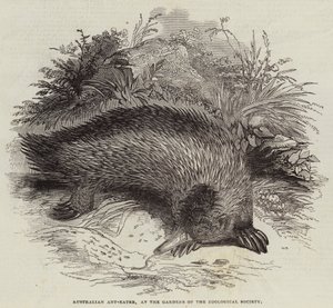 Australischer Ameisenbär in den Gärten der Zoologischen Gesellschaft (Gravur) von English School