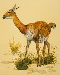 Baby-Lama von English School