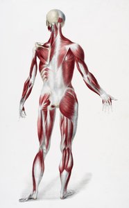 Rückseite des männlichen menschlichen Körpers, der Muskeln, Sehnen und Knochen zeigt, aus The Vessels of the Human Body, herausgegeben von Jones Quain und William Wilson, veröffentlicht von Taylor und Watson, London 1837 von English School