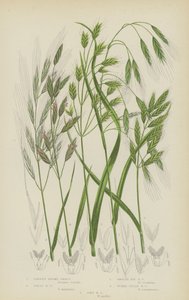 Kahles Trespen, Große Trespen, Glatte Roggentrespen, Geschwollenes Feldtrespen, Weiche Trespen von English School