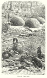Biber (Gravur) von English School