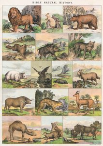 Bibel Naturgeschichte von English School