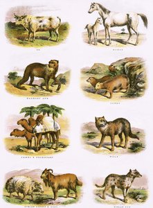 Biblische Naturgeschichte von English School