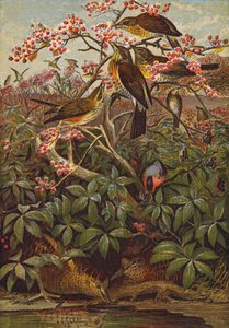 Vögel von English School