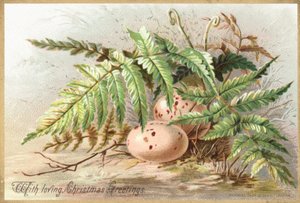 Vogeleier, Weihnachtskarte