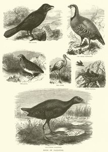 Vögel Palästinas (Gravur) von English School