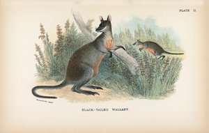 Schwarzschwanzwallaby von English School