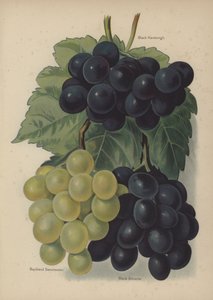 Black Hamburgh, Buckland Sweetwater, Black Alicante von English School