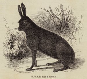 Schwarzer Hase in Suffolk geschossen von English School