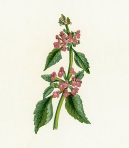 Schwarze Taubnessel, Ballota Nigra von English School