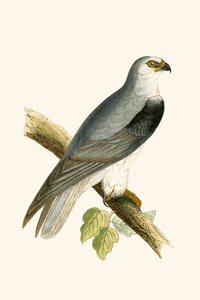 Schwarzer Flügelweih, Illustration aus 