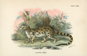 Gefleckte Ginsterkatze von English School
