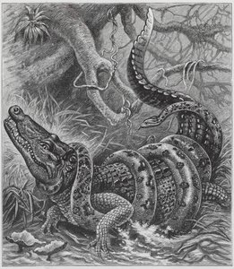 Boa und Krokodil (Gravur) von English School