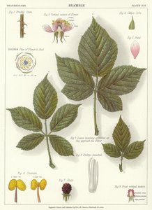 Brombeere von English School