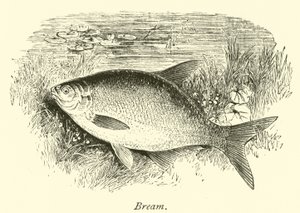 Brasse von English School