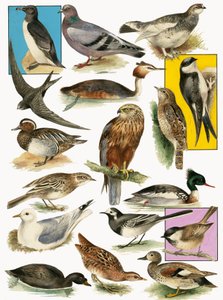 Britische Vögel von English School