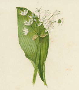 Breitblättriger Bärlauch, Allium Ursinum