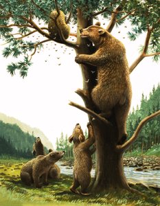 Braunbär klettert auf einen Baum, angelockt von Honig von English School