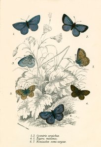 Schmetterlinge von English School