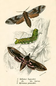 Schmetterlinge von English School