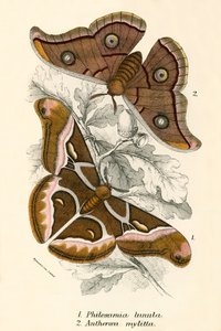 Schmetterlinge von English School