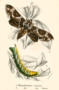 Schmetterlinge von English School