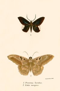 Schmetterlinge