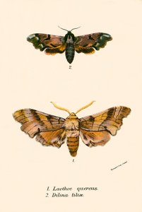 Schmetterlinge von English School