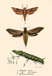 Schmetterlinge von English School