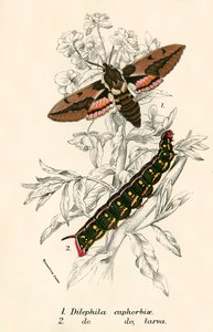Schmetterlinge von English School