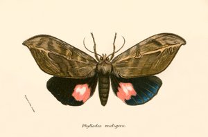 Schmetterlinge