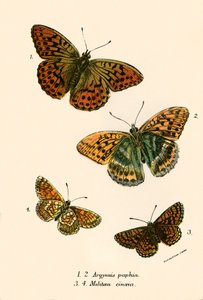 Schmetterlinge von English School