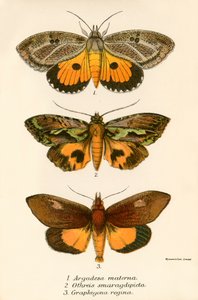 Schmetterlinge von English School