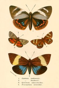 Schmetterlinge von English School