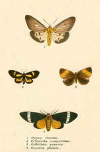 Schmetterlinge von English School