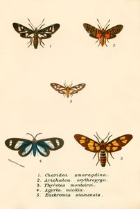 Schmetterlinge von English School