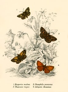 Schmetterlinge von English School