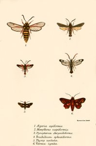 Schmetterlinge von English School