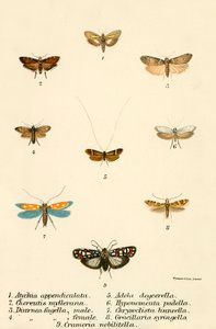Schmetterlinge von English School