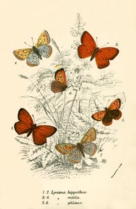 Schmetterlinge von English School