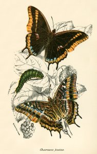 Schmetterlinge von English School