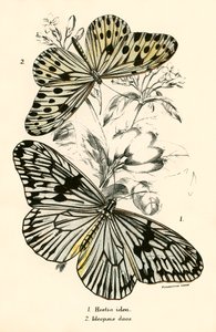 Schmetterlinge von English School