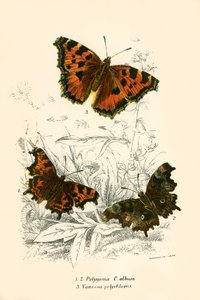 Schmetterlinge von English School