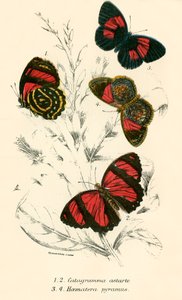 Schmetterlinge von English School