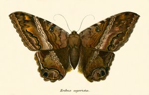 Schmetterlinge von English School