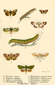 Schmetterlinge von English School