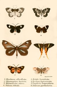 Schmetterlinge von English School