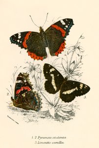 Schmetterlinge von English School