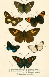 Schmetterlinge von English School